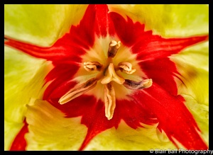 Photograph of Red and Yellow Tulip